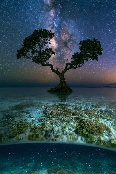 Milky Way Mangrove Nightscape Poster.