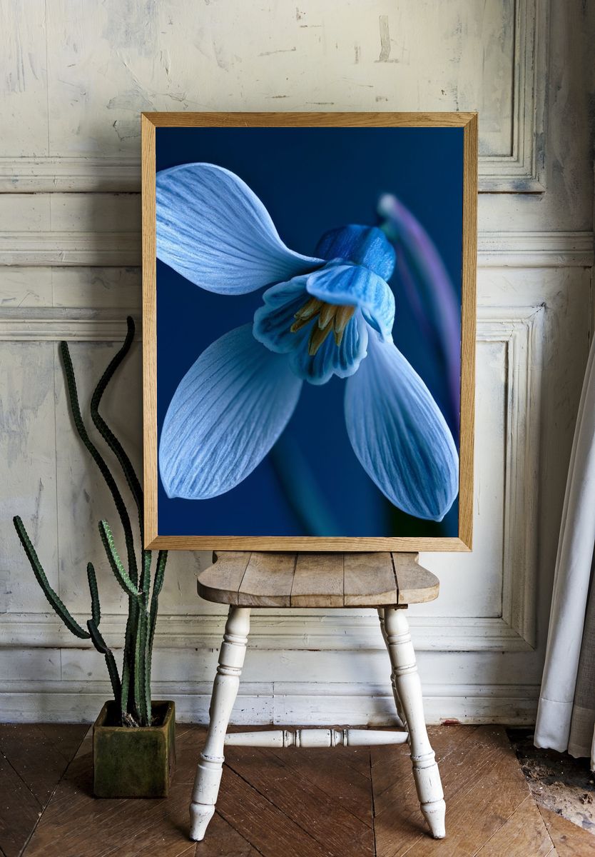 Blue Blossom Macro Photography Poster. — room view 1