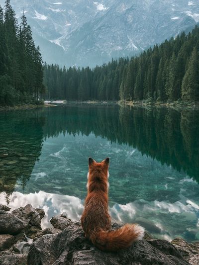 Fox by Alpine Lake Poster.