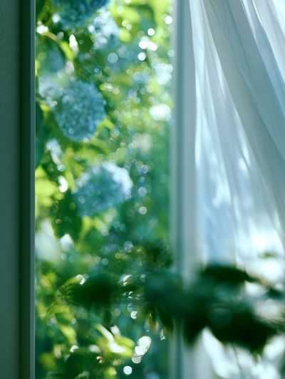 Sunlit Garden Window Photography Poster. poster