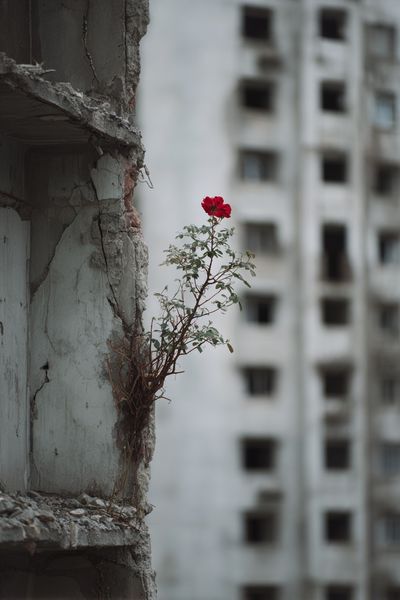 Urban Rose Photography Poster. poster print