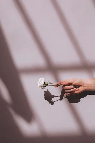 Woman holding white carnation pink. poster print