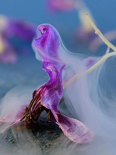 Purple Flower Smoke Photography Poster. poster