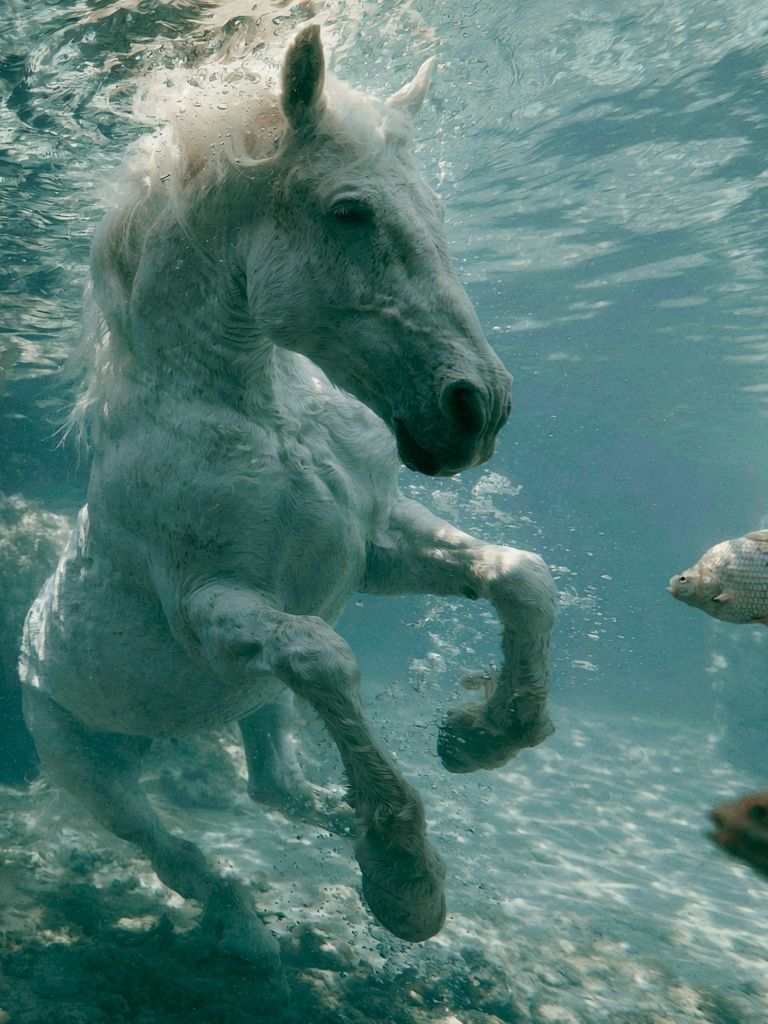 White Horse Underwater Photography Poster. poster — photography art