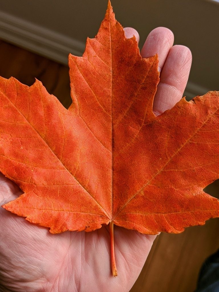 Autumn Maple Leaf Photography Poster. poster detail
