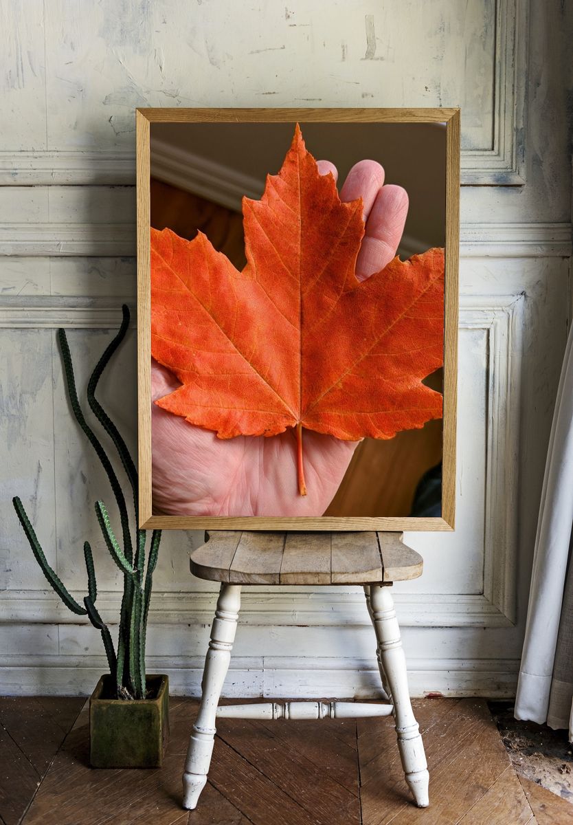 Autumn Maple Leaf Photography Poster. — room view 1