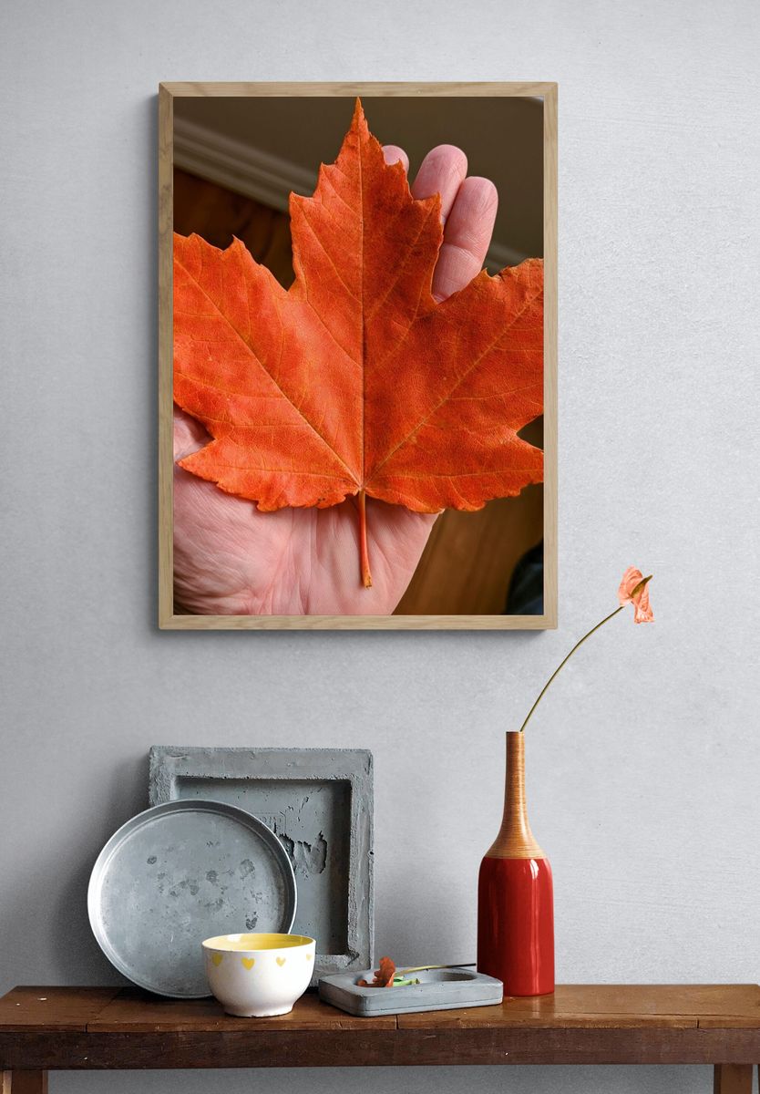 Autumn Maple Leaf Photography Poster. — room view 3