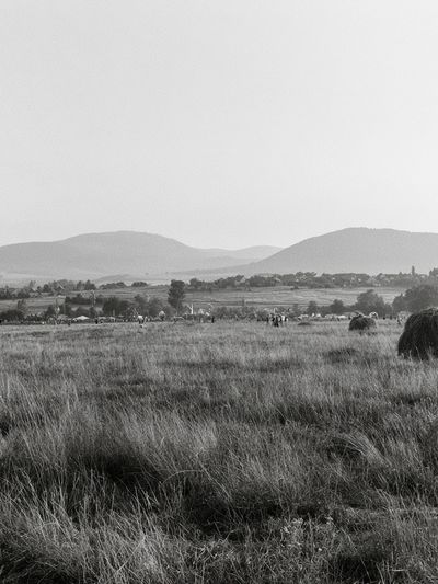 Misty Grassland Landscape Print. poster