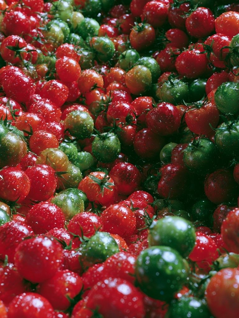 Tomato Harvest Photography Poster. poster detail