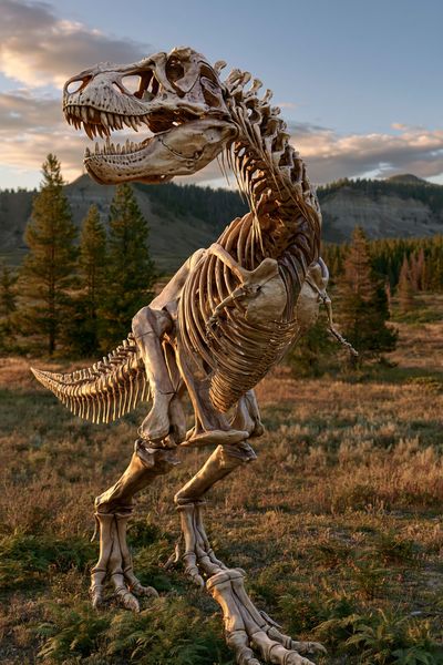Tyrannosaurus Skeleton Landscape Poster. poster