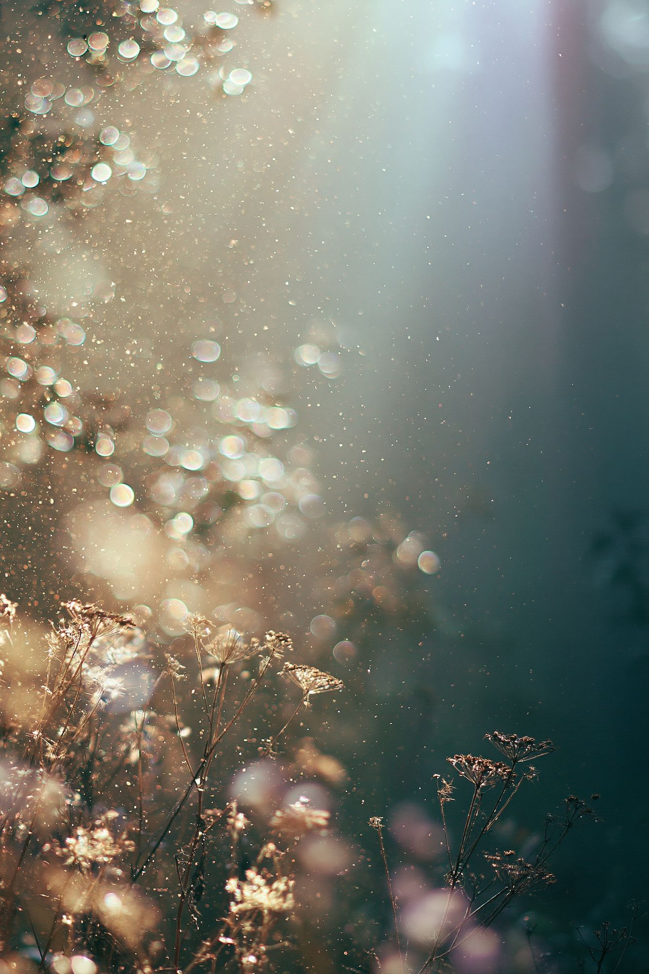 Sunlit Meadow Bokeh Photography Poster. poster detail