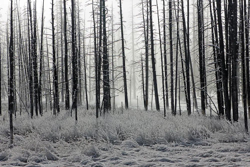 Misty Winter Forest Photography Poster. poster — photography art