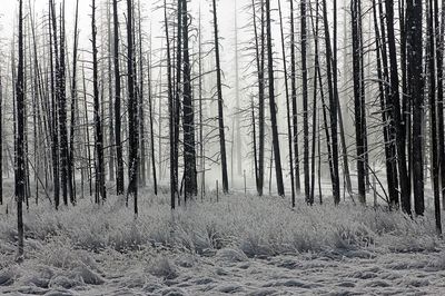 Misty Winter Forest Photography Poster. poster