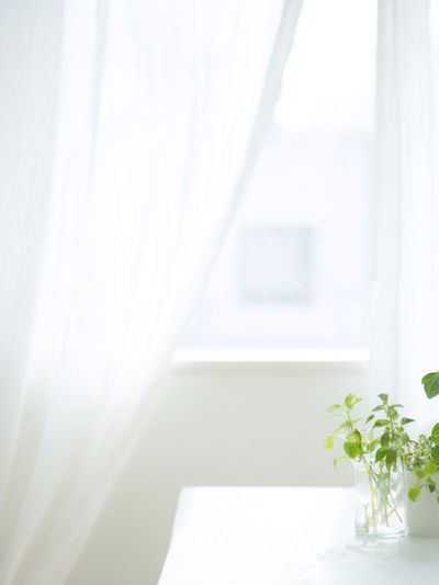 Sunlit Window Herbs Photography Print. poster
