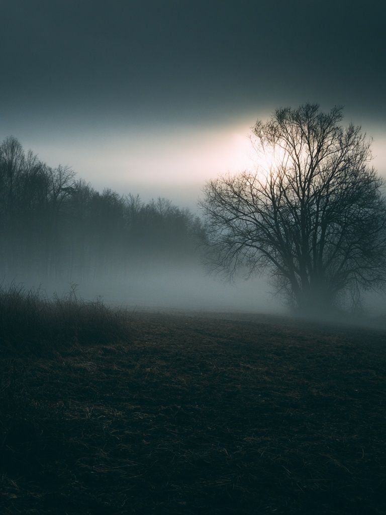 Misty Tree at Dawn Photography Poster. poster detail