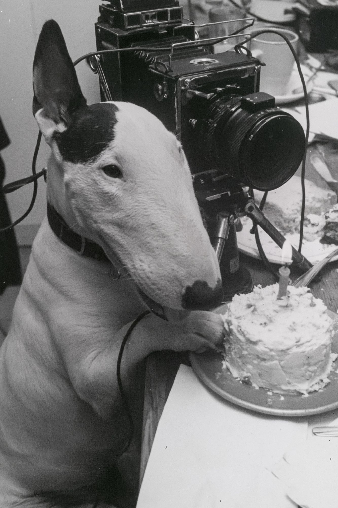 Bull Terrier Birthday Camera Poster. poster detail