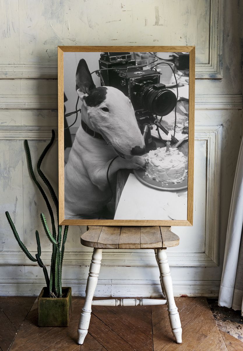 Bull Terrier Birthday Camera Poster. — room view 1