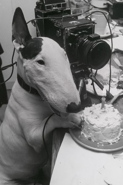 Bull Terrier Birthday Camera Poster. poster