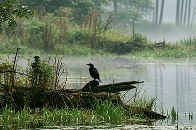Misty Lakeside Bird Photography Poster. poster print