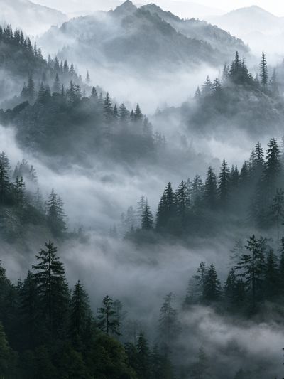 Misty Pine Mountains Photography Poster. poster