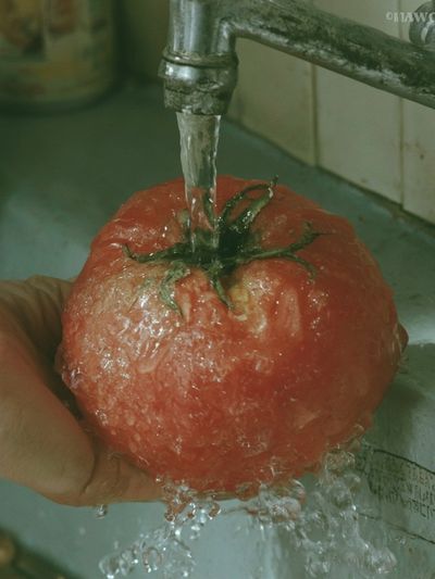 Washing Tomato Photography Print. poster print