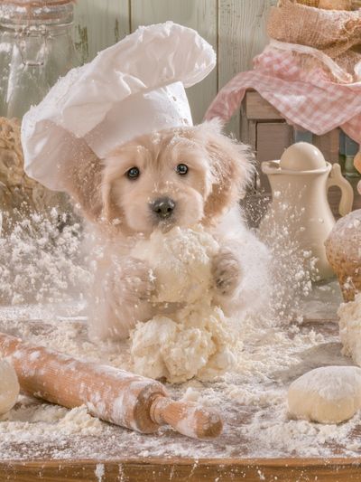 Baker Puppy Photography Poster.