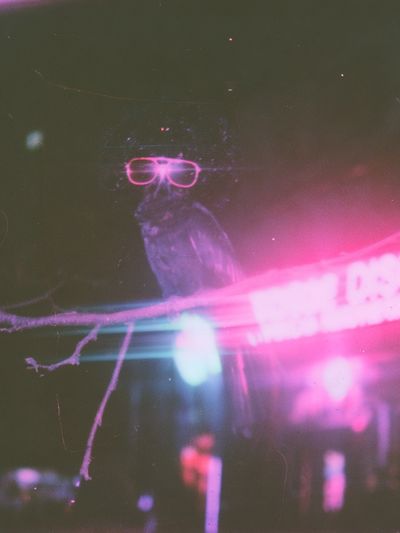 Neon Owl Portrait Poster. poster
