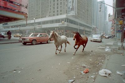 Urban Horses Street Photography Poster. poster print
