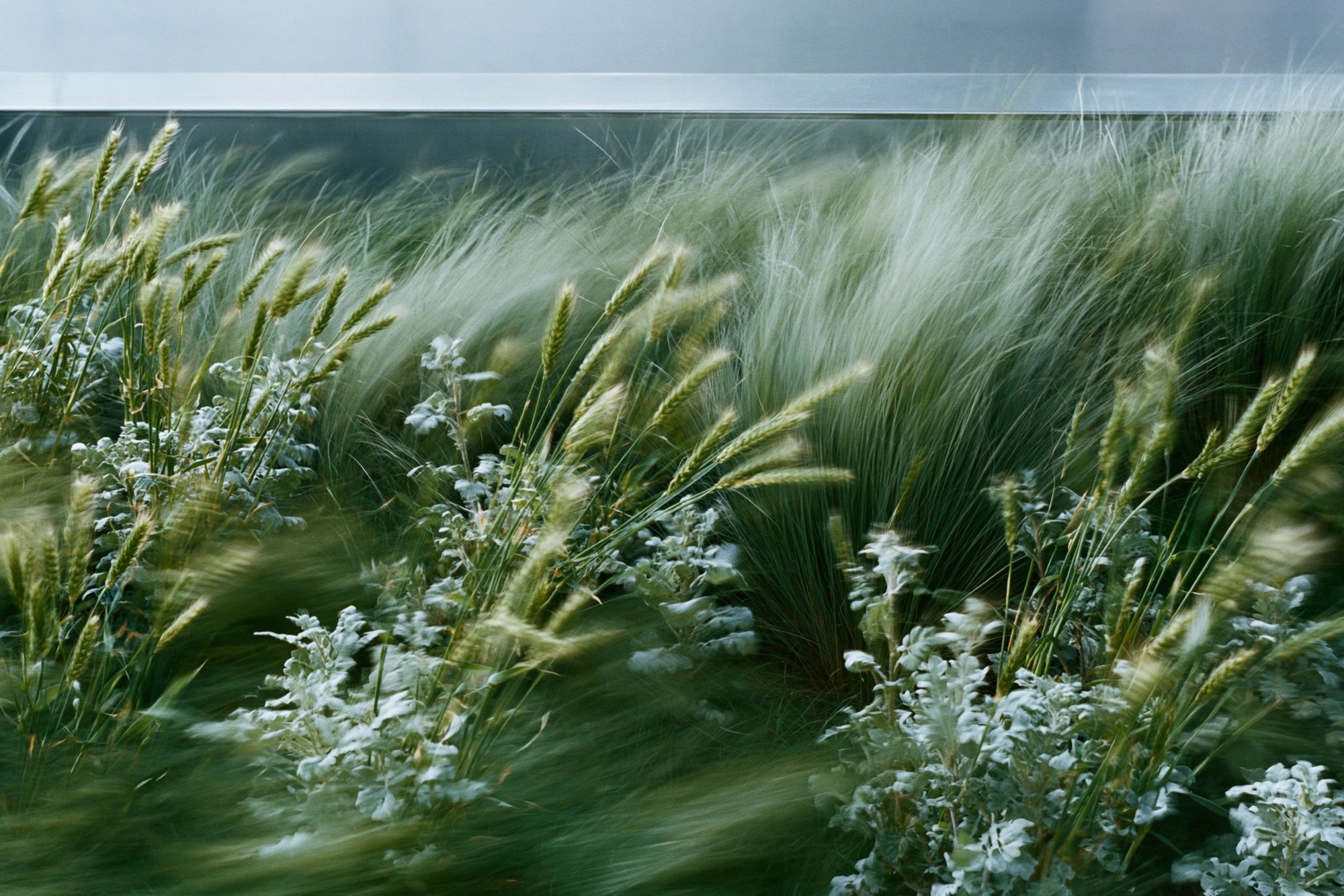 Windblown Meadow Photography Poster. poster detail