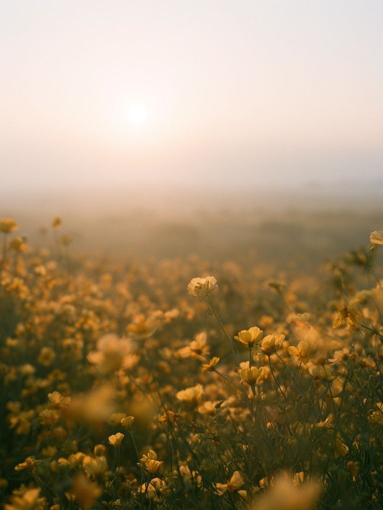 Misty Wildflower Meadow Photography Poster. poster detail