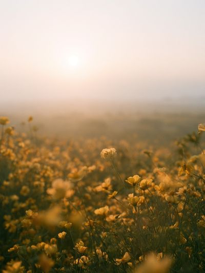 Misty Wildflower Meadow Photography Poster. poster