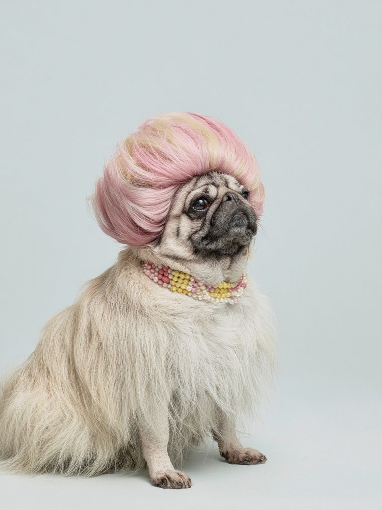 Pug in Pink Wig Photography Poster. poster detail