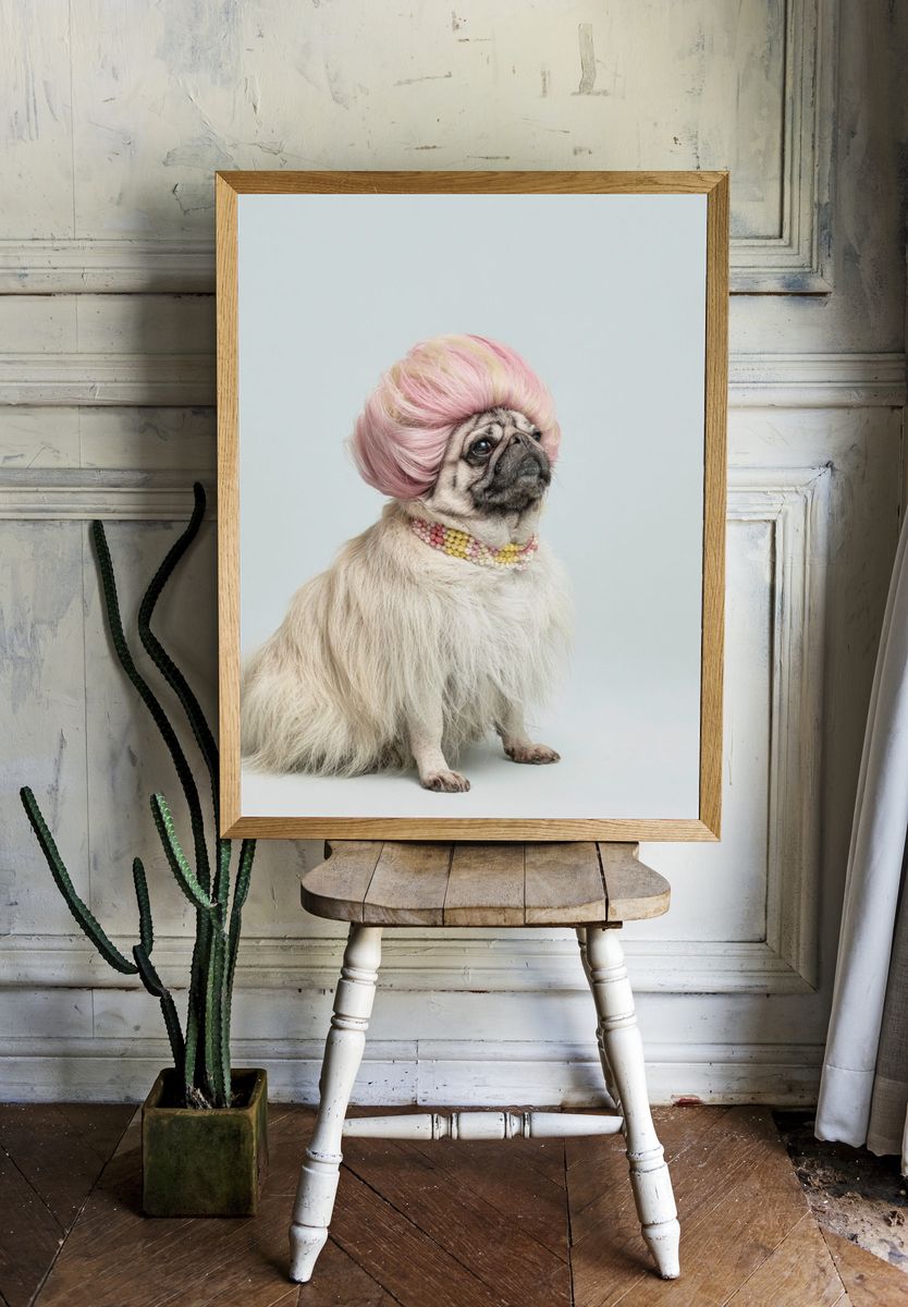 Pug in Pink Wig Photography Poster. room preview