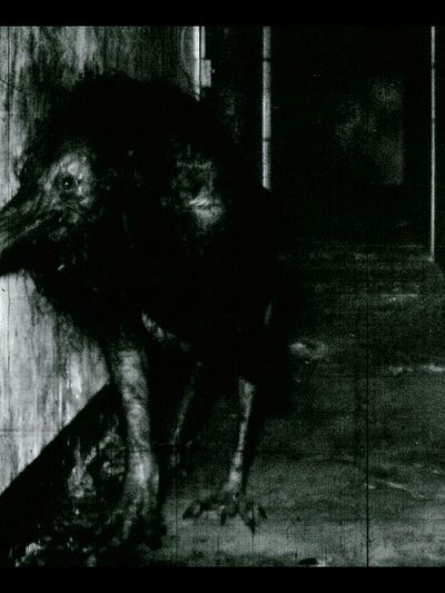 Creepy Bird in Corridor Photography Poster. poster print