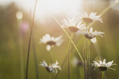 Sunlit Wild Daisies Photography Poster. poster print