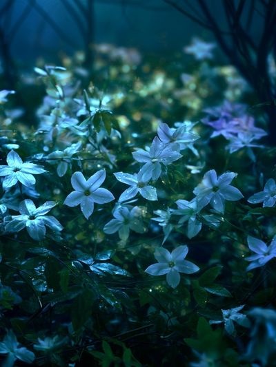 Moonlit Wildflowers Photography Poster.