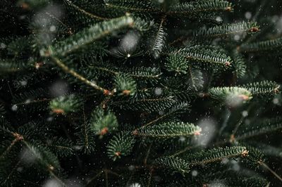 Closeup Christmas tree, green pine. poster print