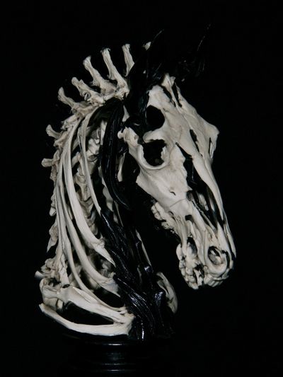 Skeleton Horse Head Photography Poster. poster