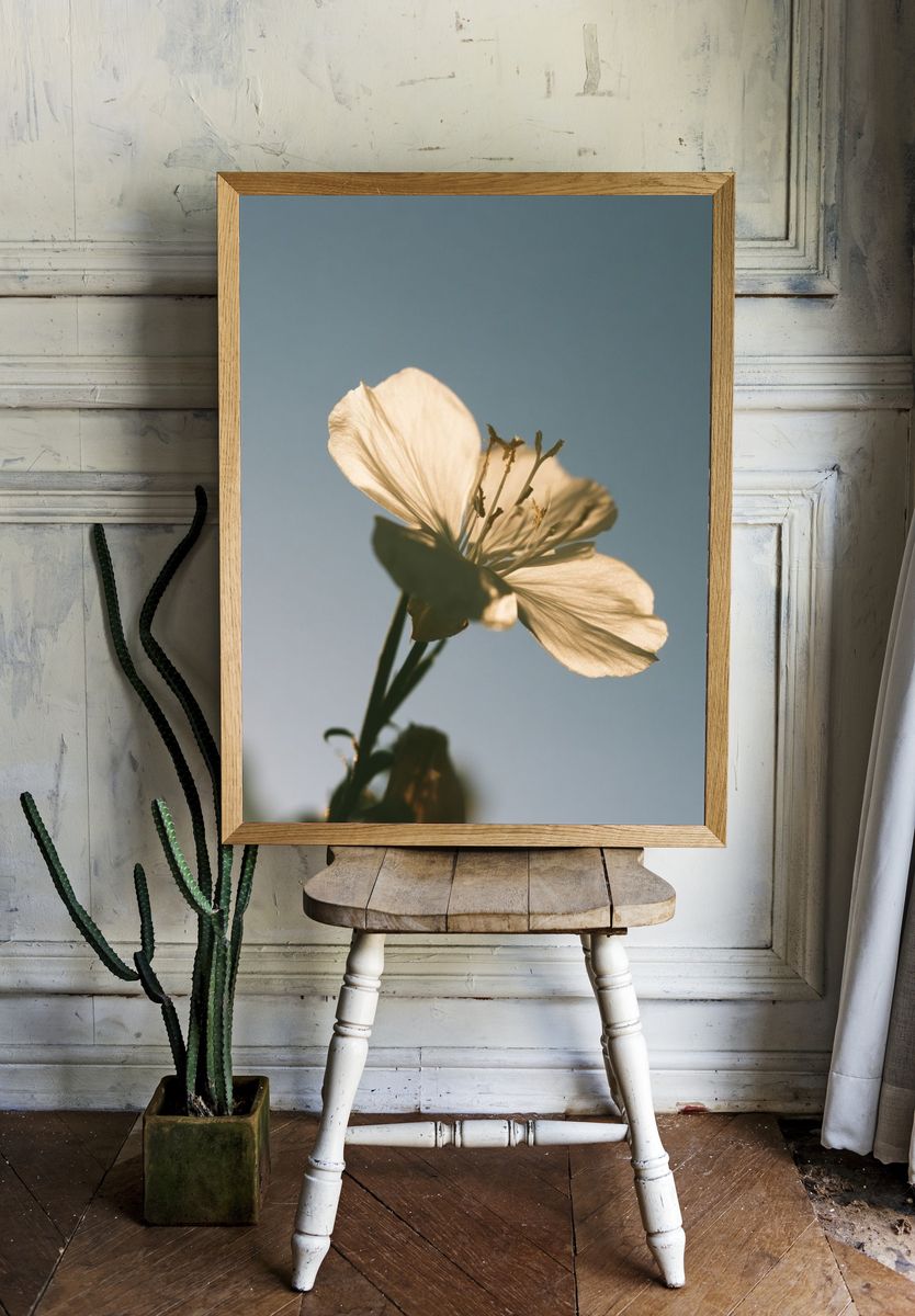 Soft White Blossom Photography Poster. — room view 1