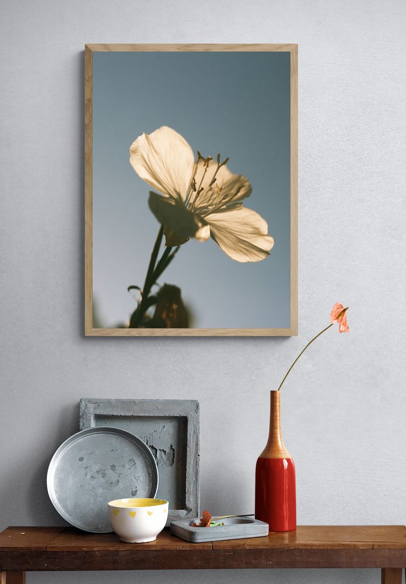 Soft White Blossom Photography Poster. — room view 3