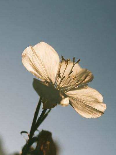 Soft White Blossom Photography Poster. poster