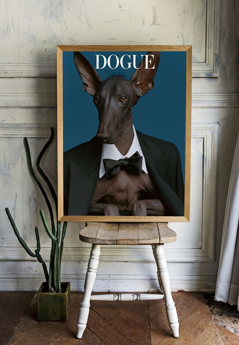 Dogue Sphynx Dog Photography Poster. — room view 1