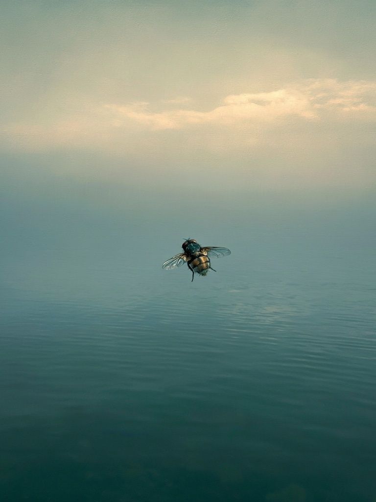 Fly Over Calm Waters Photography Poster. poster detail