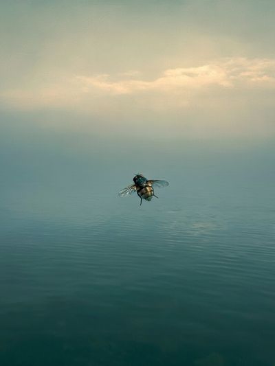 Fly Over Calm Waters Photography Poster.