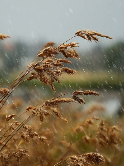 Rainy Meadow Grass Photography Poster. poster print