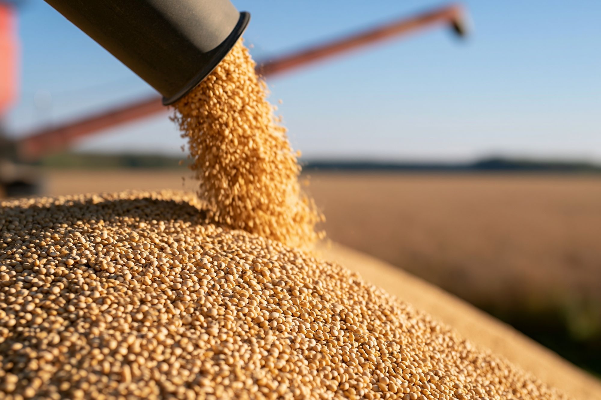 Harvest Grain Pour Photography Poster. poster detail
