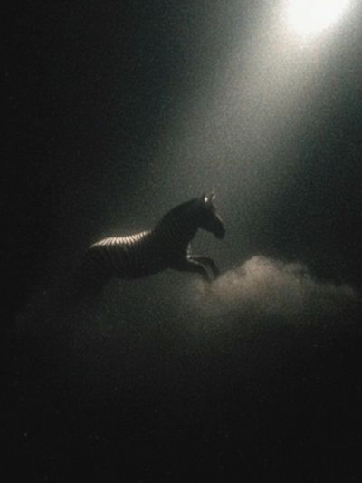 Shadow Horse in Fog Photography Poster. poster print
