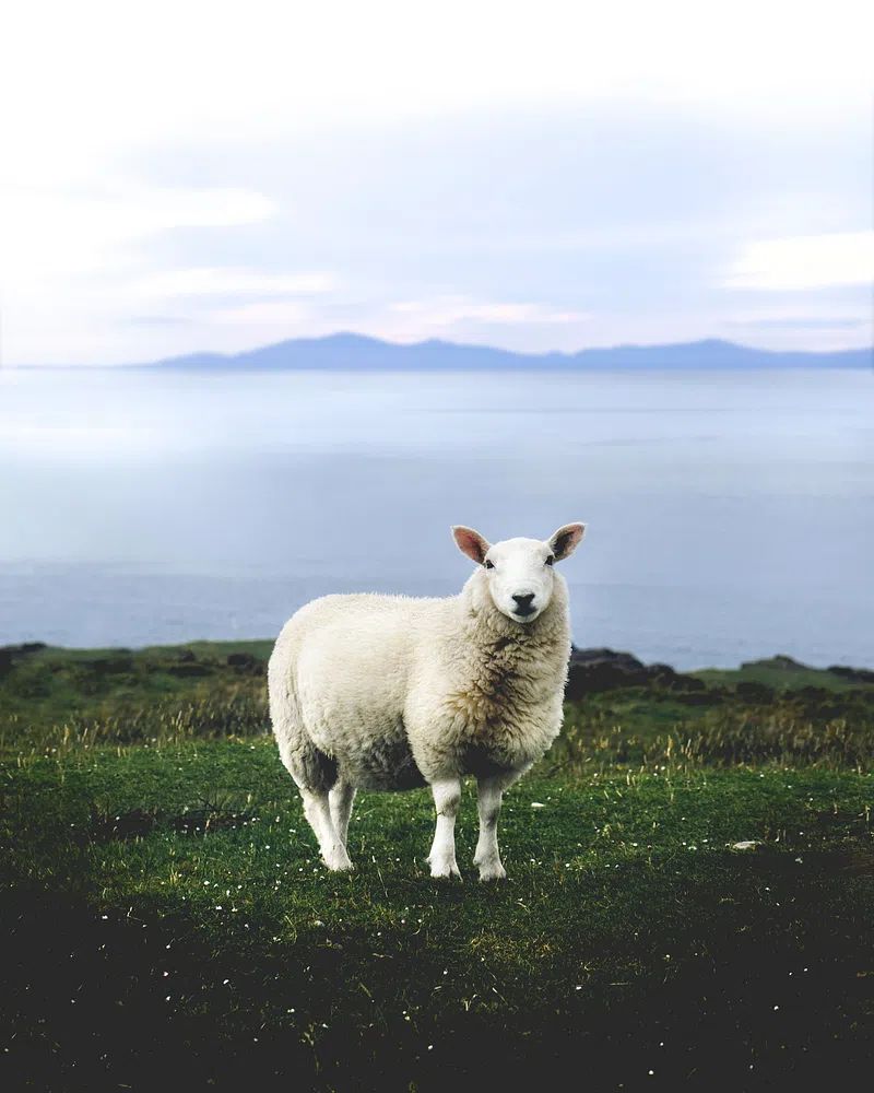 Coastal Sheep Photography Poster. poster detail