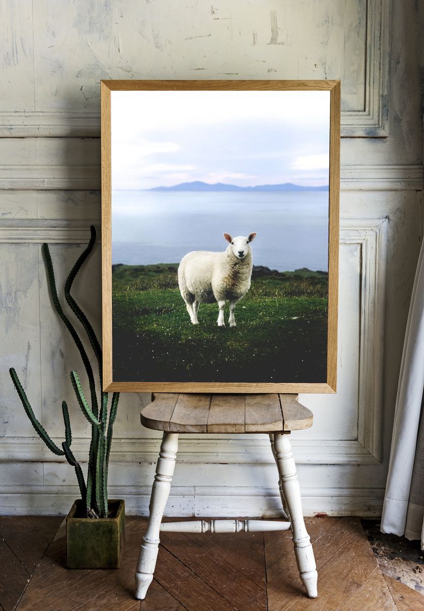 Coastal Sheep Photography Poster. — room view 1
