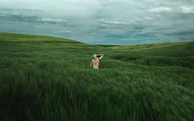 Woman amidst green field. Original. poster